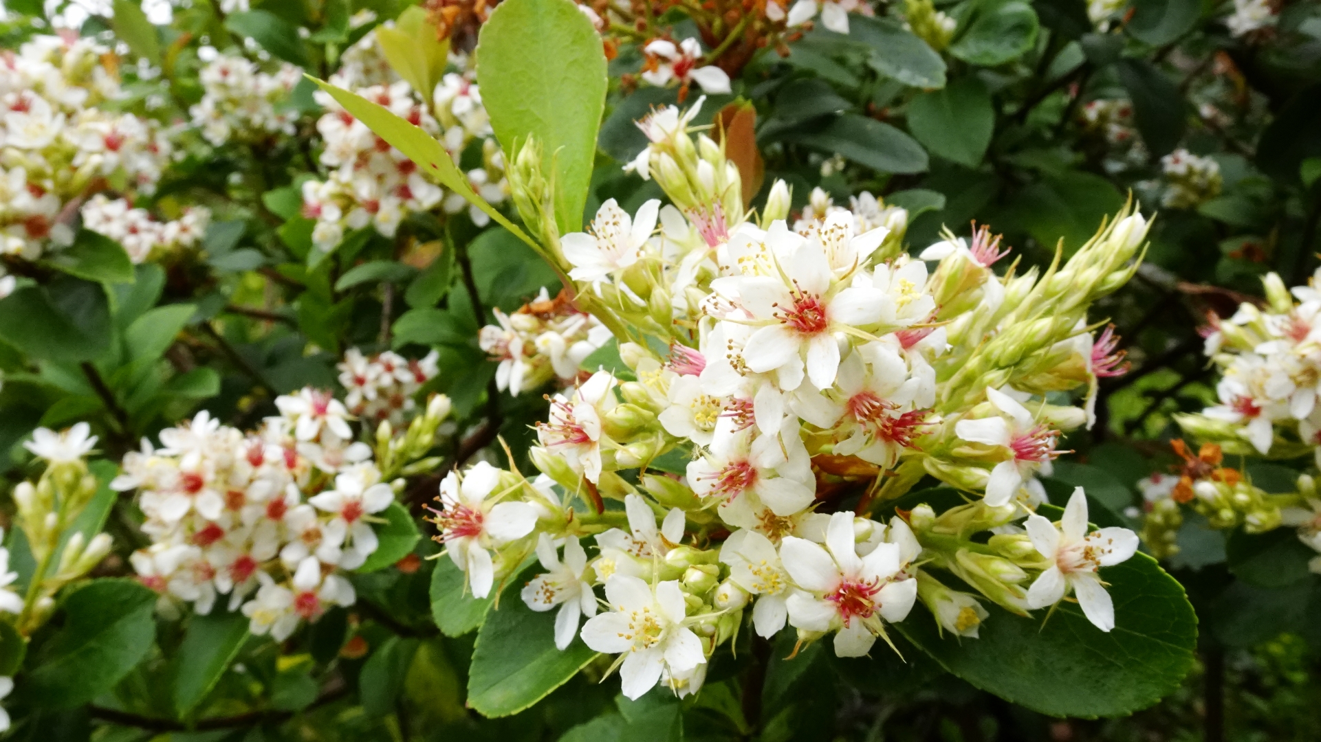 綠化香港運動 綠化知多少 香港觀賞植物照片廊 灌木