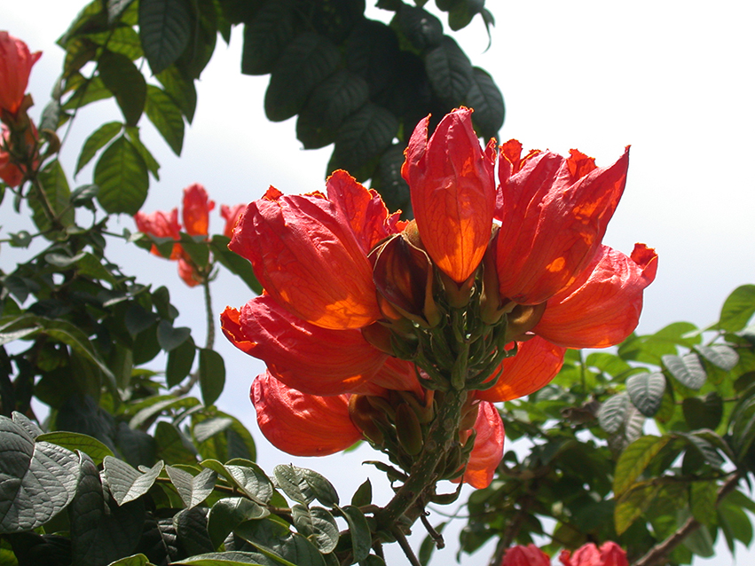 春季常見的開花樹木