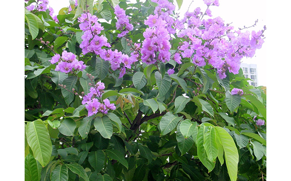 夏季常見的開花樹木