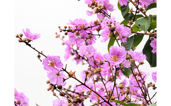 夏季常見的開花樹木