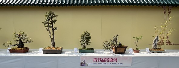香港盆景協會